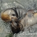 lion_sea_galapagos_san_h_0258_ecu2459.jpg